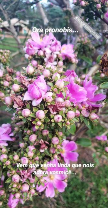 Recanto Dos Beija Flores, Chale Lantana C Монте Алегре до Сул Екстериор снимка